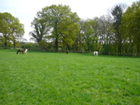 Sommerwiese