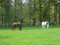 Sommerwiese
